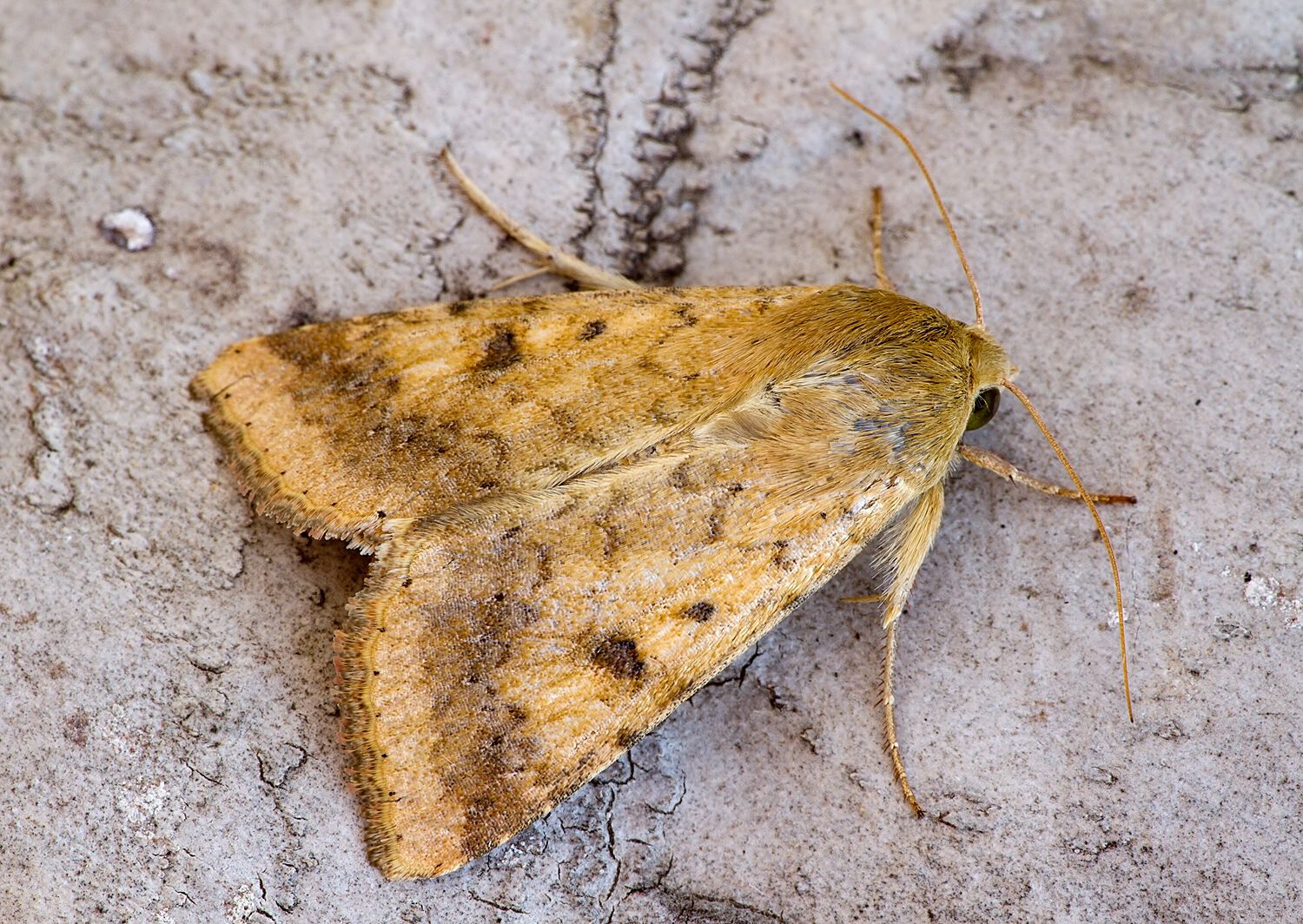 Atypha pulmonaris