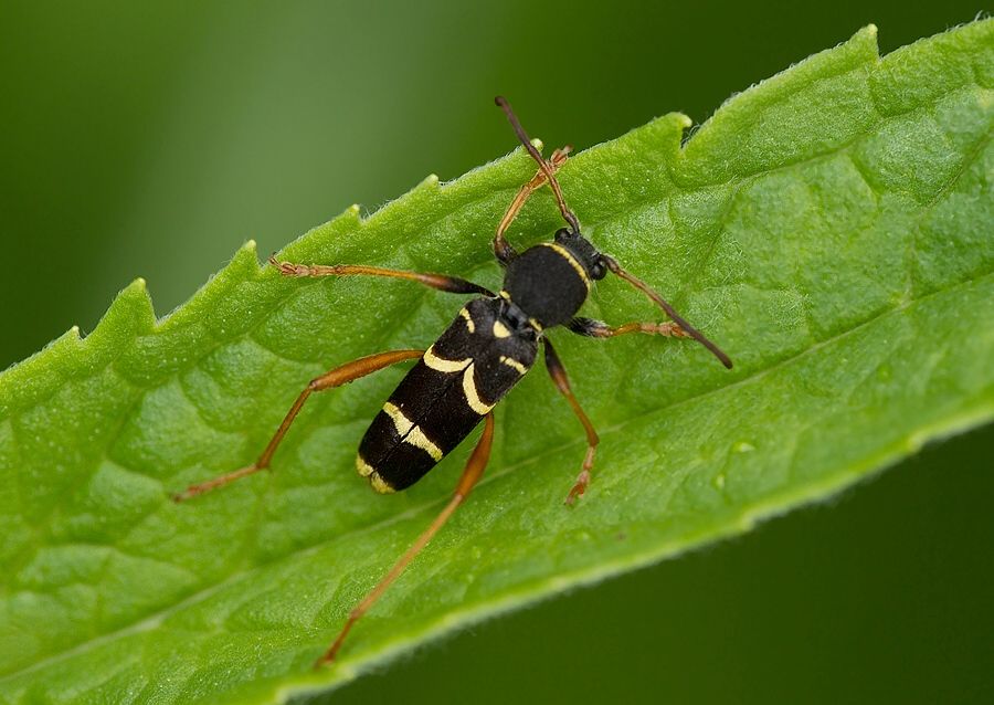 Clytus arietis