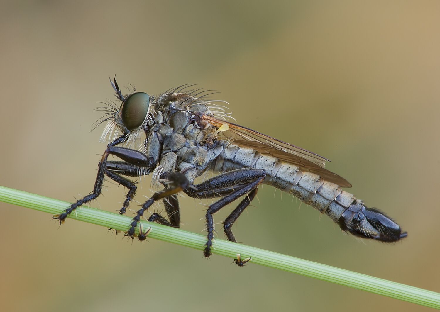Dysmachus bifurcus