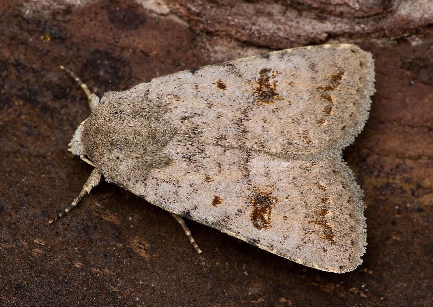 Platyperigea kadenii