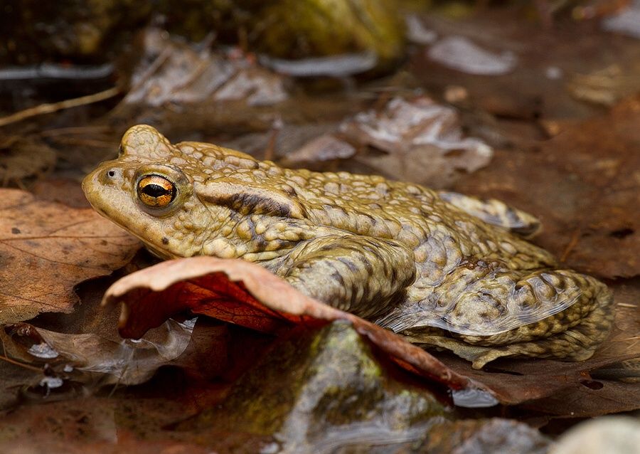 Bufo bufo