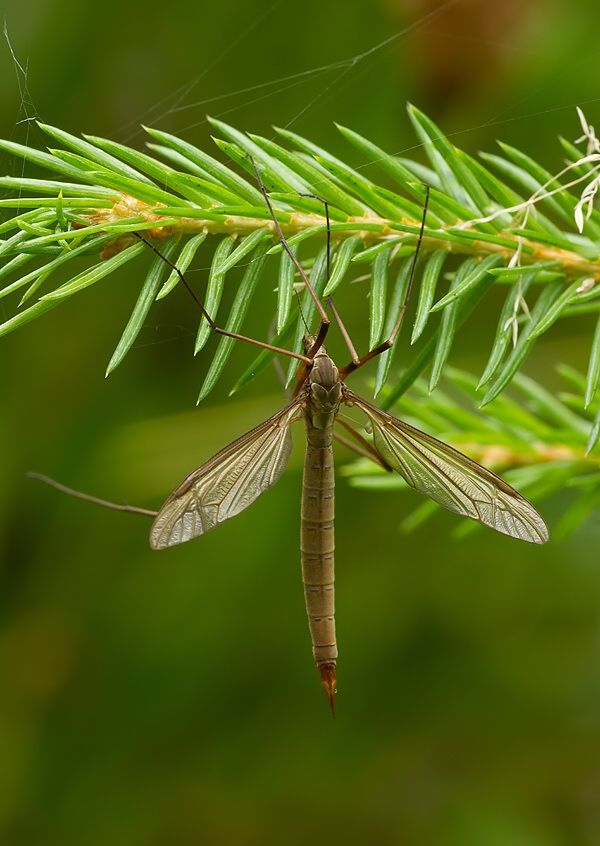 Tipula oleracea