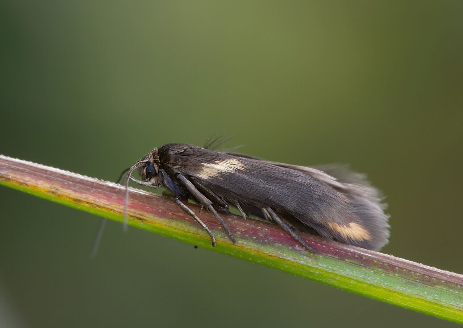 Scythris cuspidella