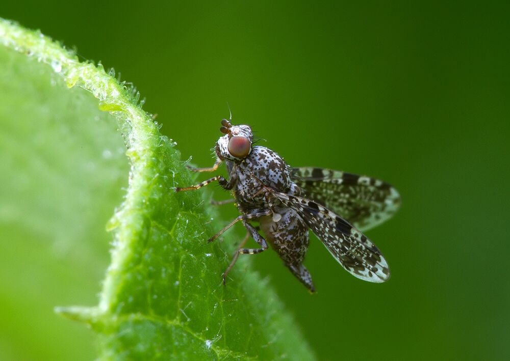 Callopistromyia annulipes