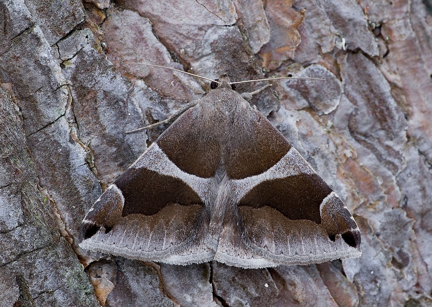 Dysgonia algira