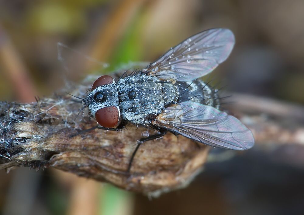 Phorocera grandis