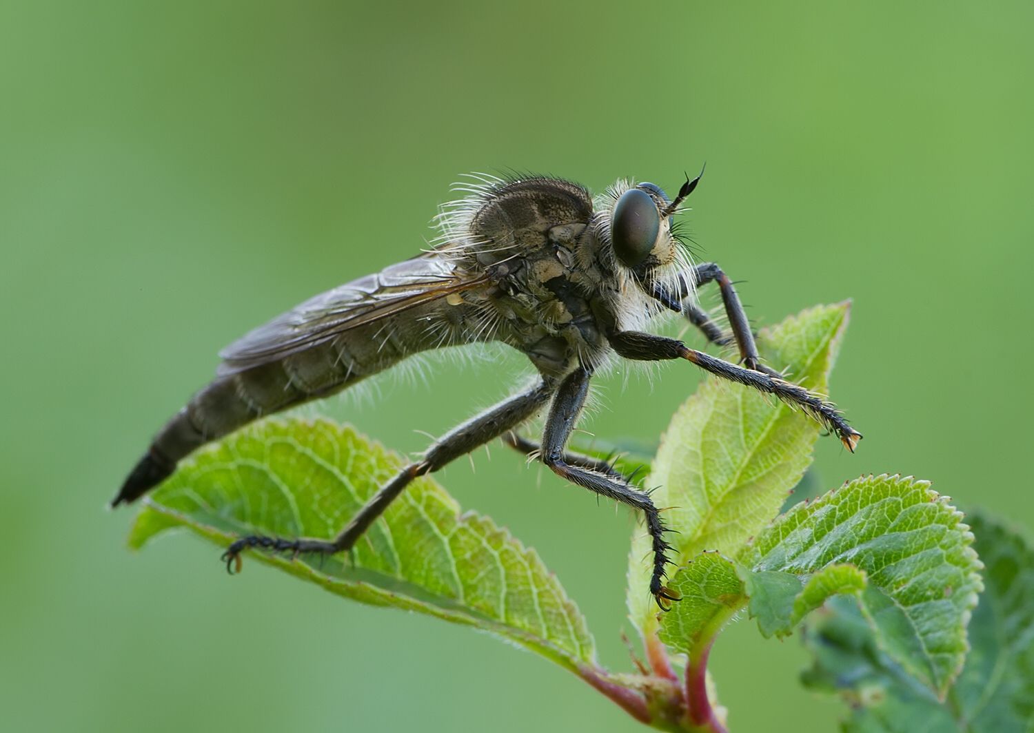 Eutolmus rufibarbis