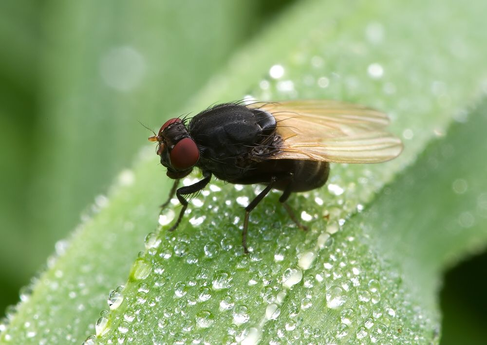Minettia longipennis