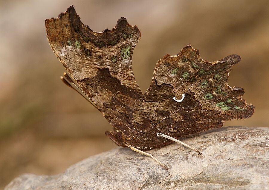 Polygonia c-album