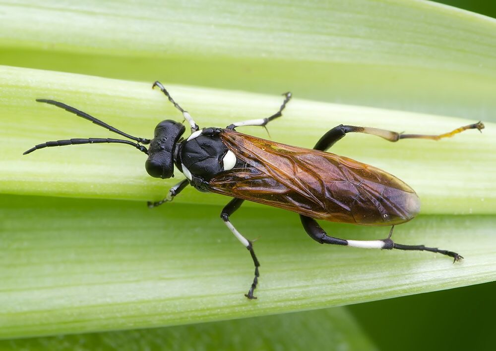 Macrophya duodecimpunctata