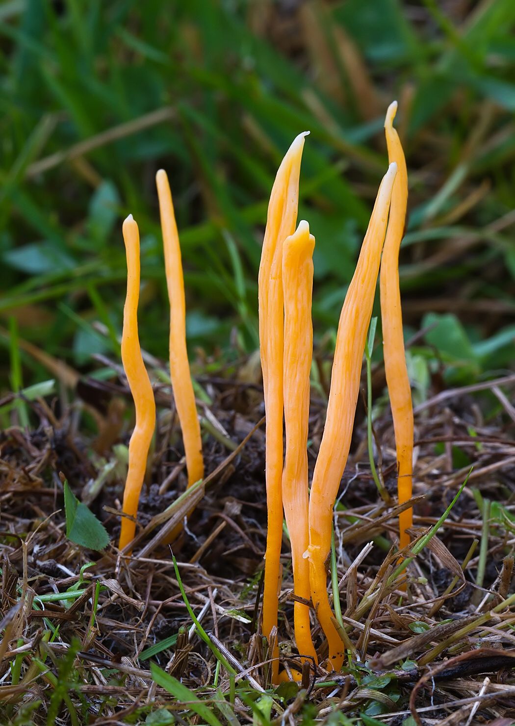 Clavulinopsis sp.