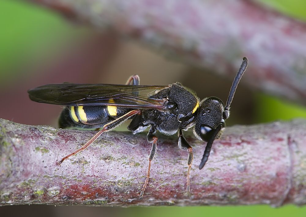 Nysson spinosus