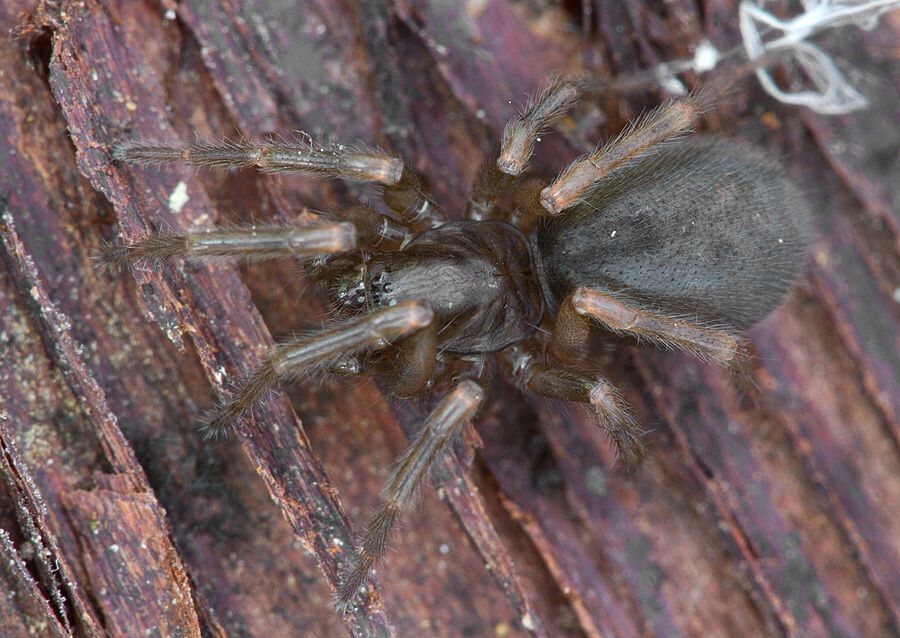 Coelotes cf. terrestris