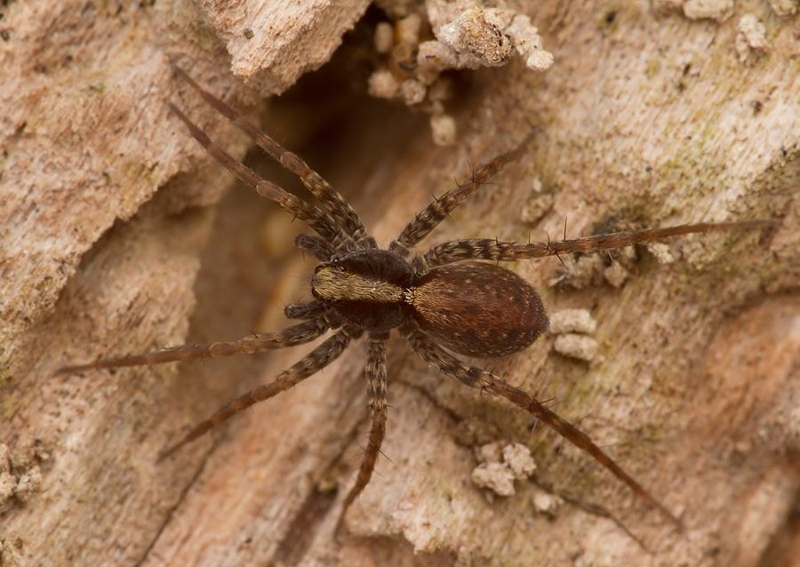 Pardosa lugubris