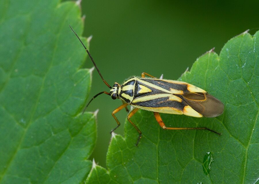 Brachycoleus decolor