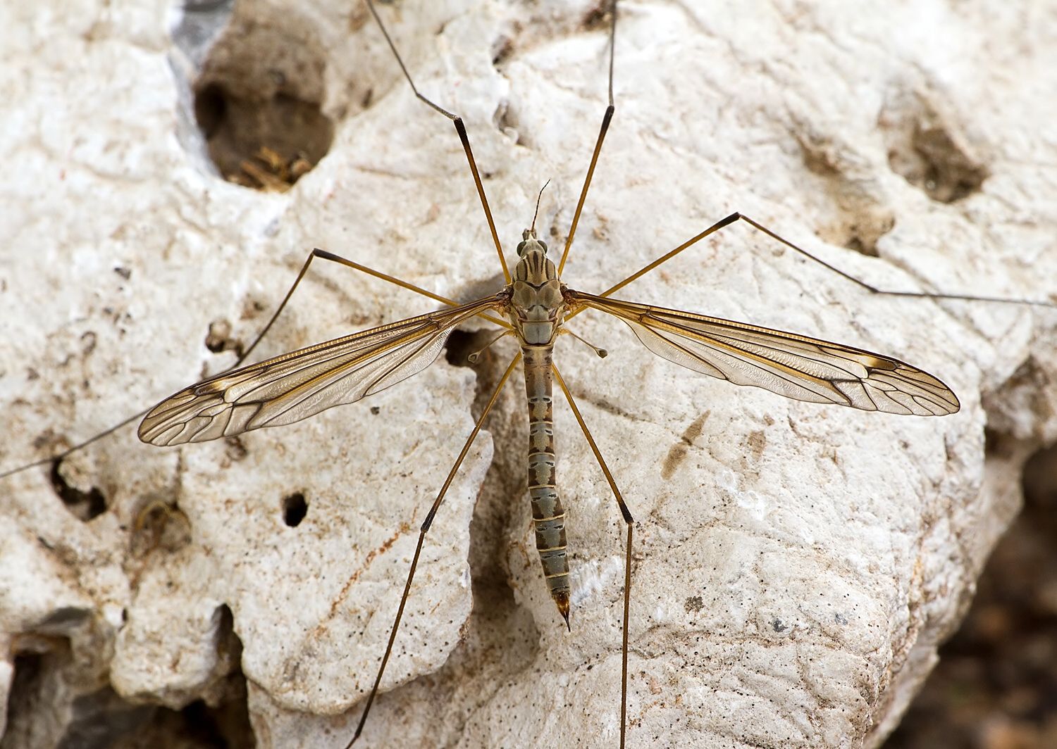 Tipula lateralis