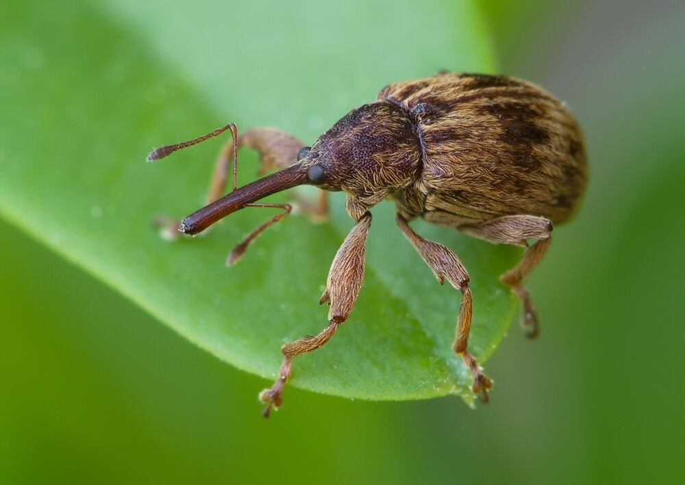 Anthonomus rectirostris
