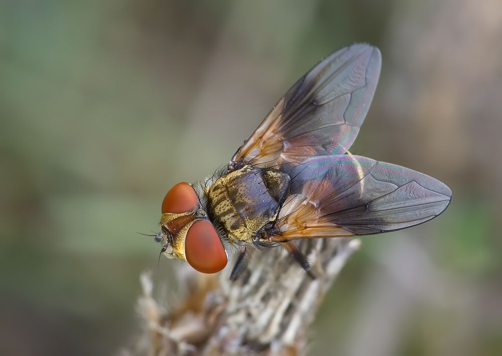 Ectophasia crassipennis