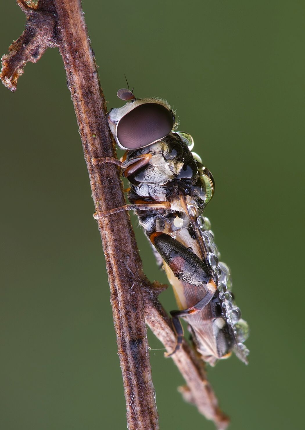 Syritta pipiens
