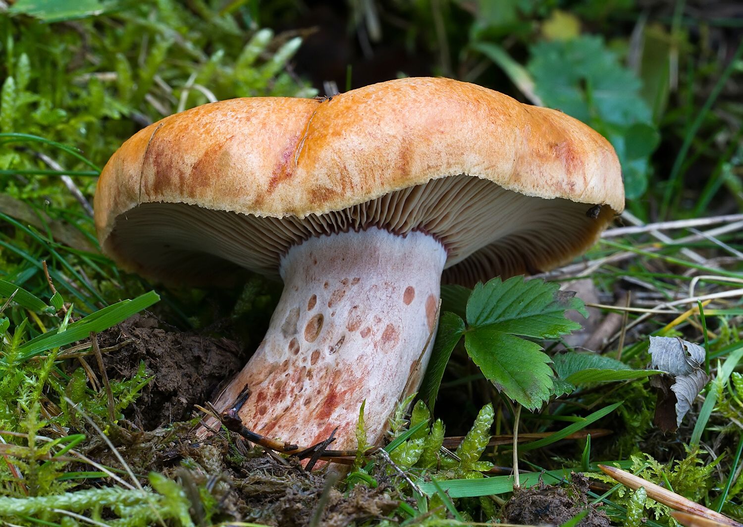 Lactarius sanguifluus