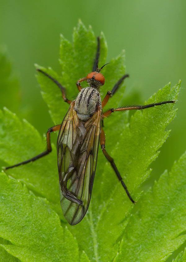 Empis opaca