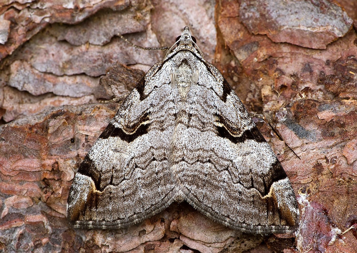Aplocera praeformata