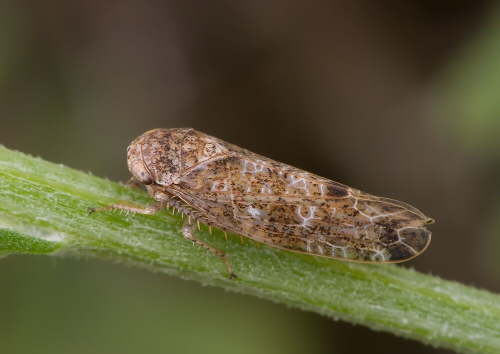 Allygidius atomarius