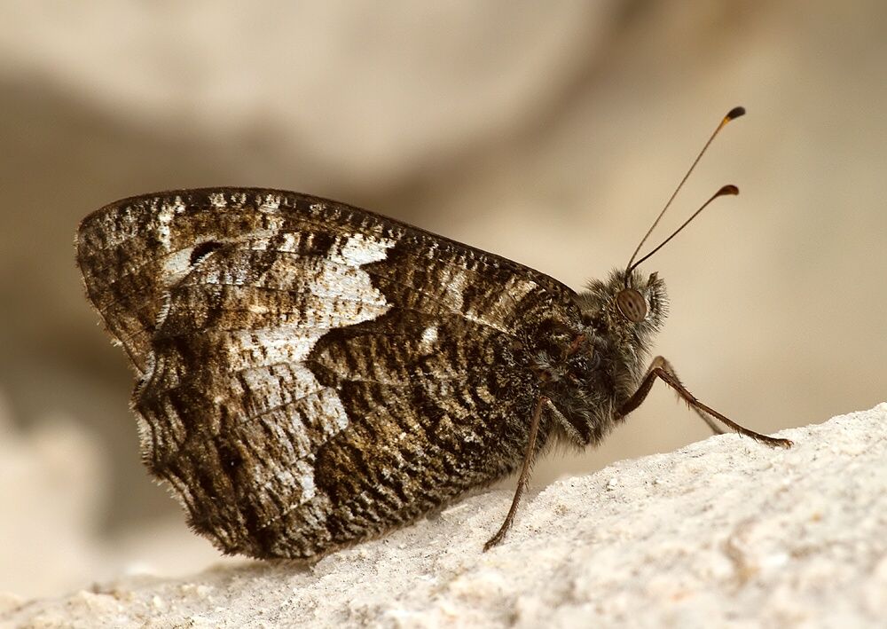 Hipparchia fagi