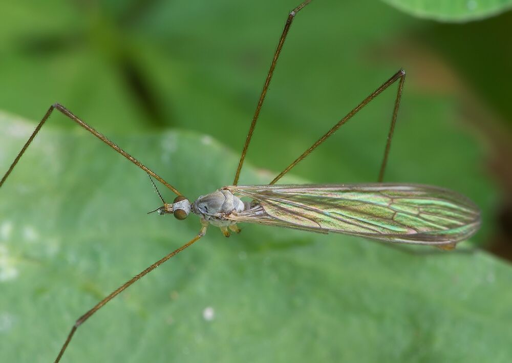 Dicranoptycha livescens cf.