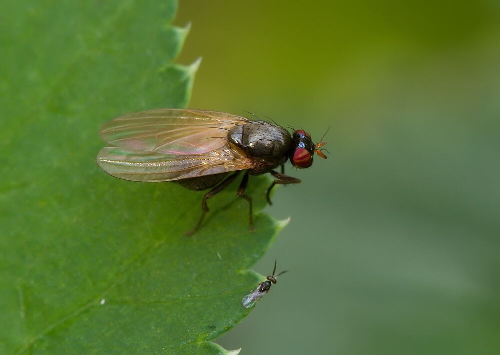 Sapromyza hyalinata