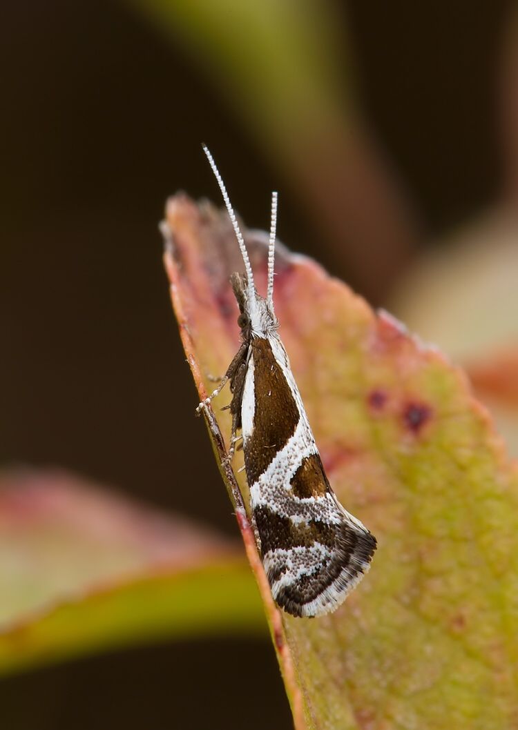 Rhigognostis hufnagelii