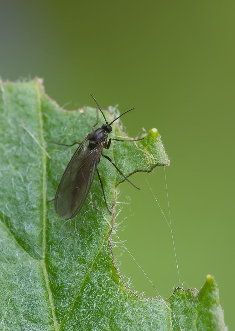 Schwenckfeldina carbonaria