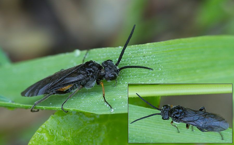 Dolerus germanicus