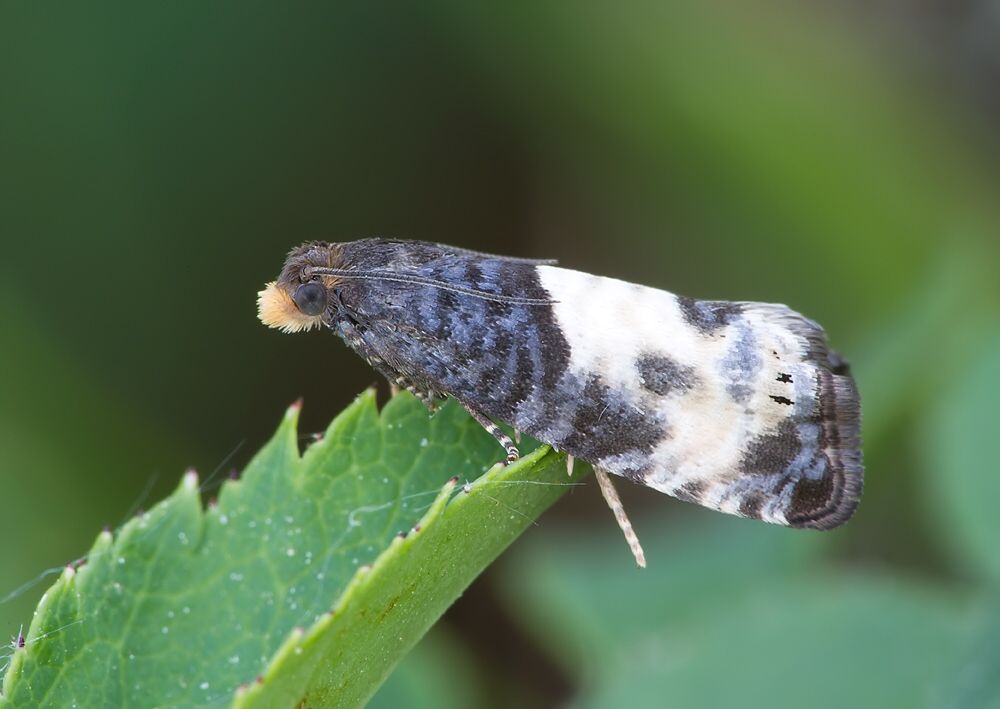 Notocelia cynosbatella