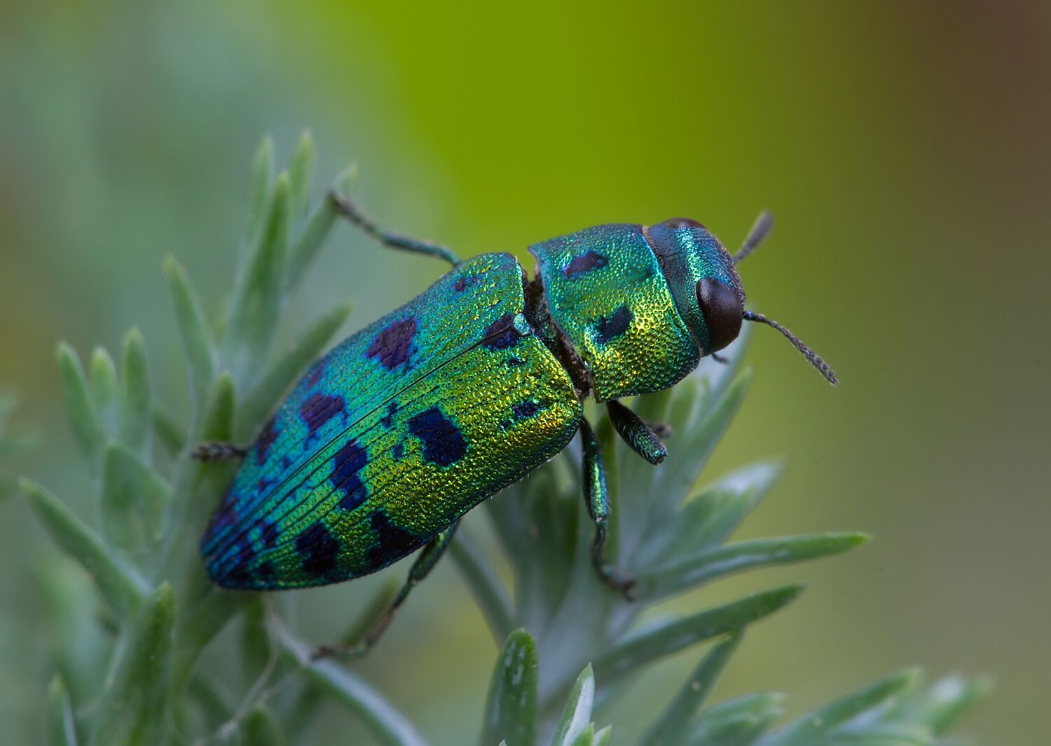 Ovalisia festiva