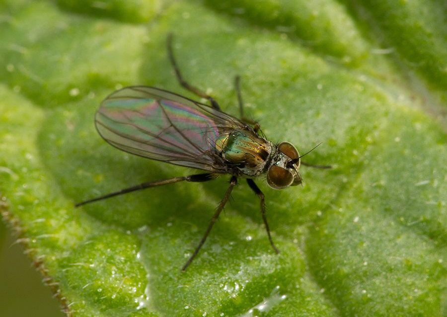 Dolichopus atripes