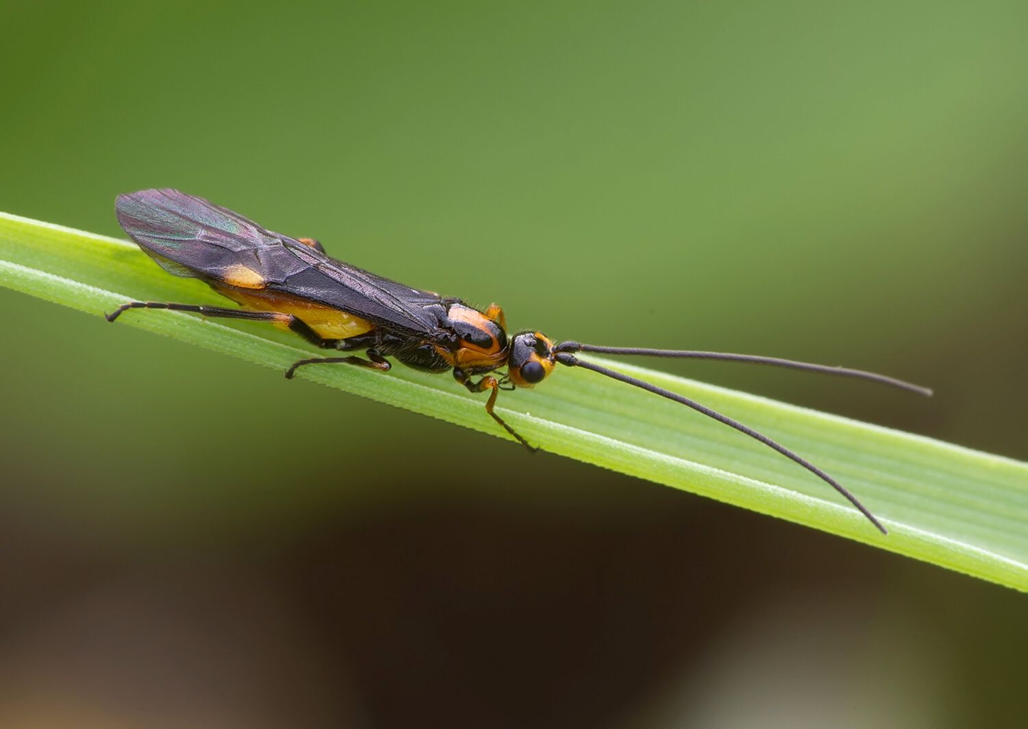 Iphiaulax sp.
