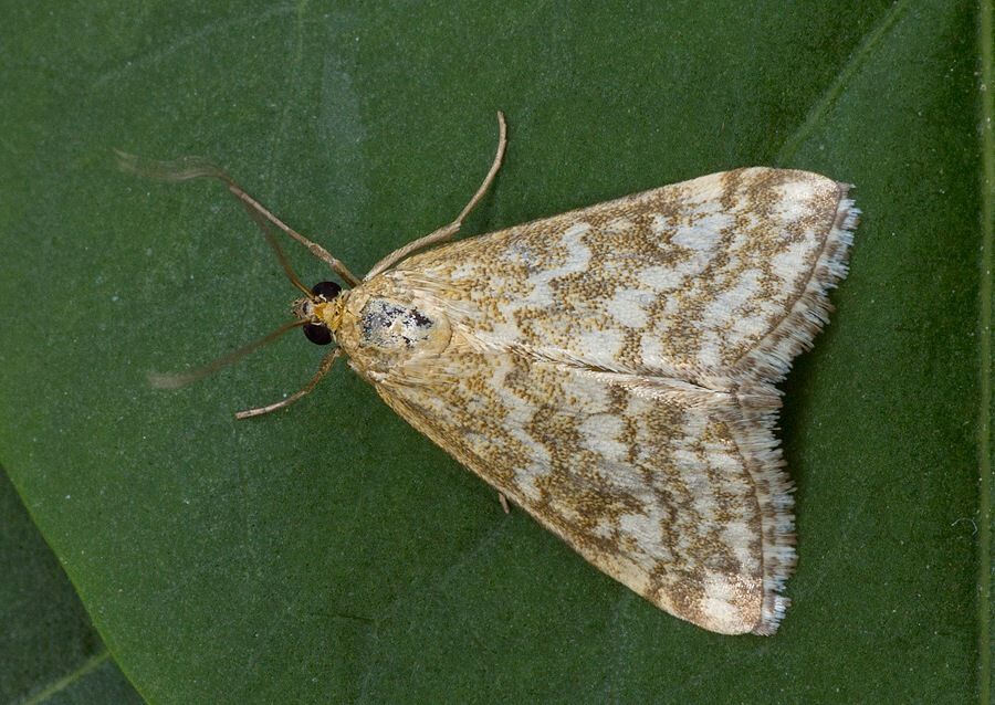 Evergestis frumentalis