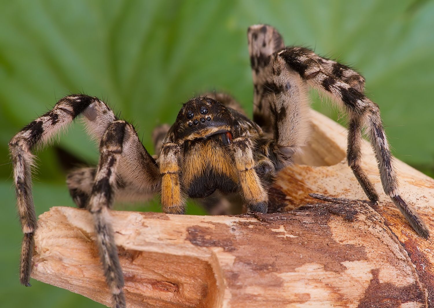 Lycosa singoriensis