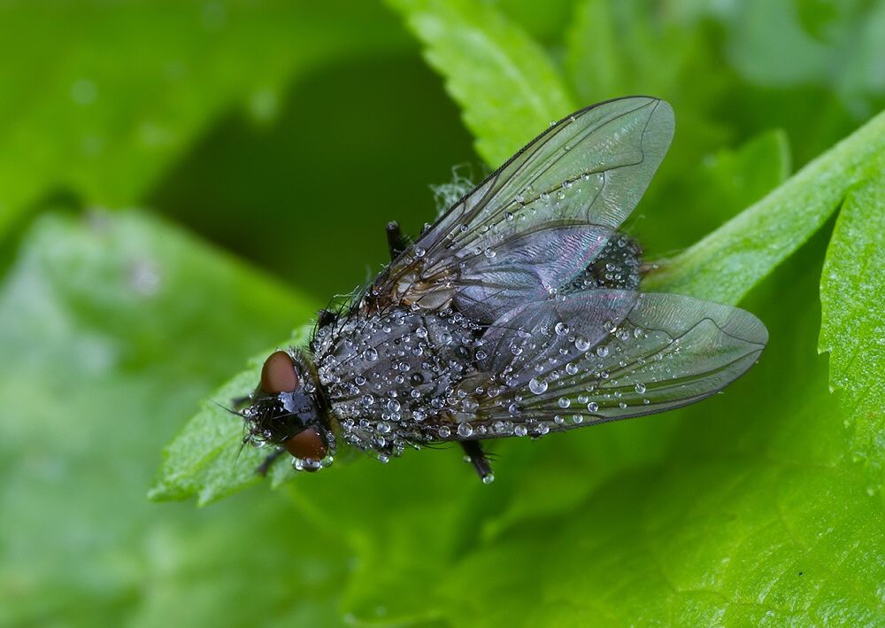 Bellardia vulgaris cf.