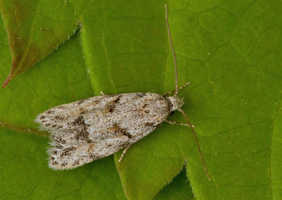 Symmoca signatella