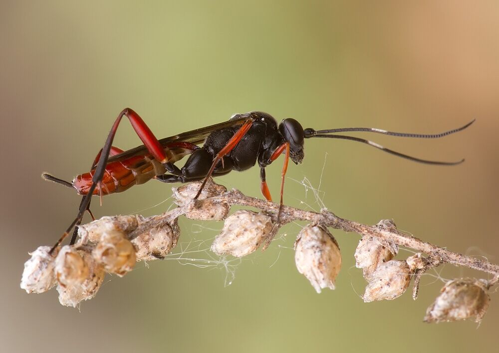 Hoplismenus bispinatorius