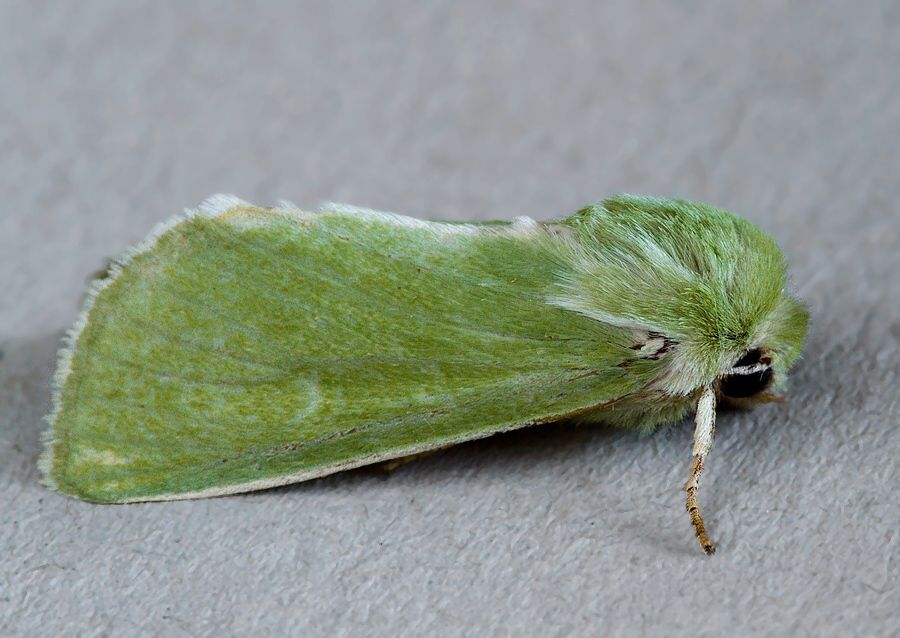 Calamia tridens