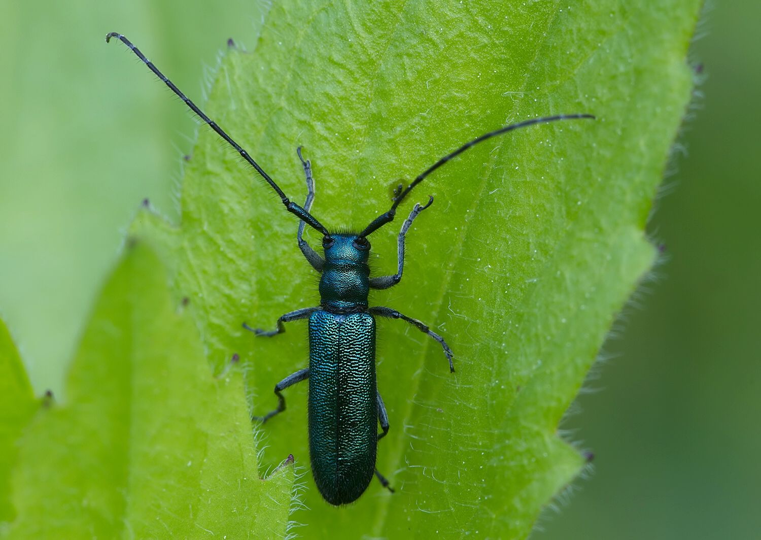 Agapanthia violacea