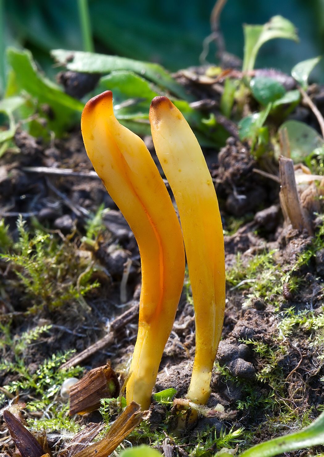 Clavulinopsis sp.