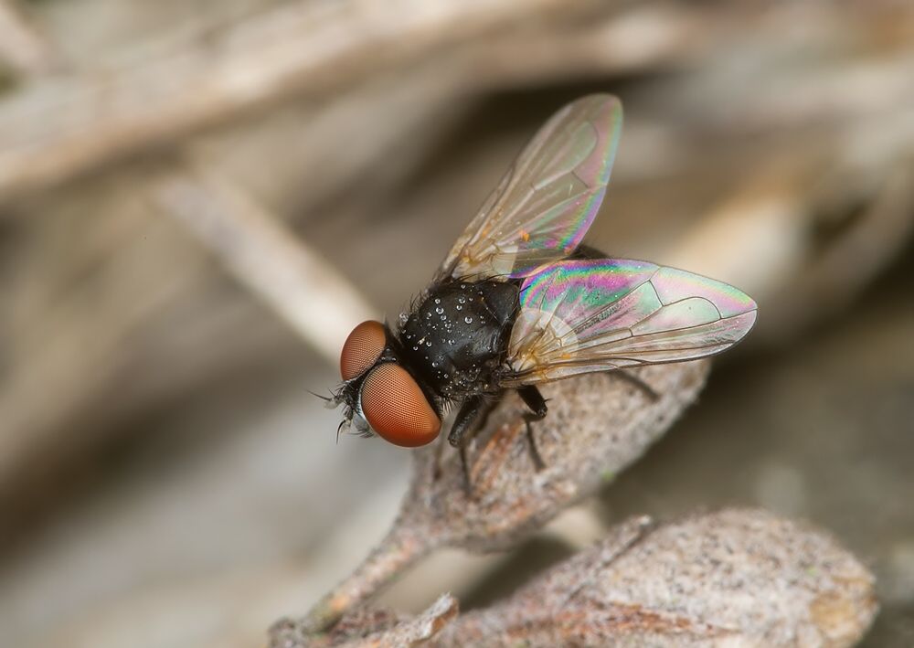 Cistogaster globosa