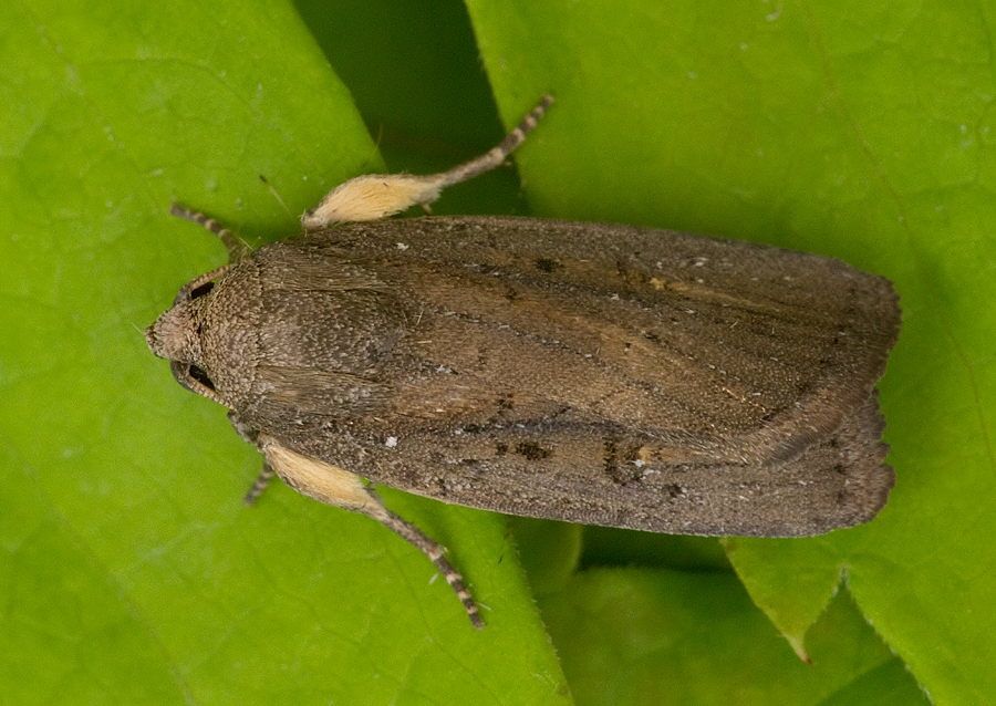 Platyperigea ingrata