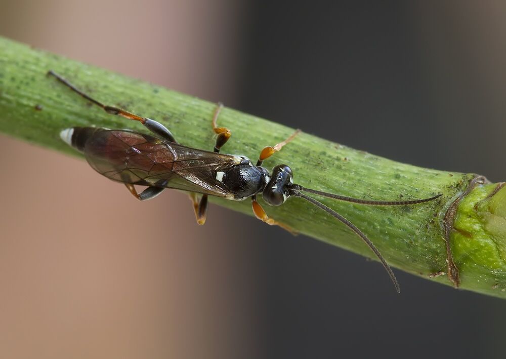 Spilothyrateles sp.