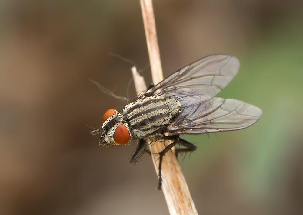 Sarcophaga carnaria