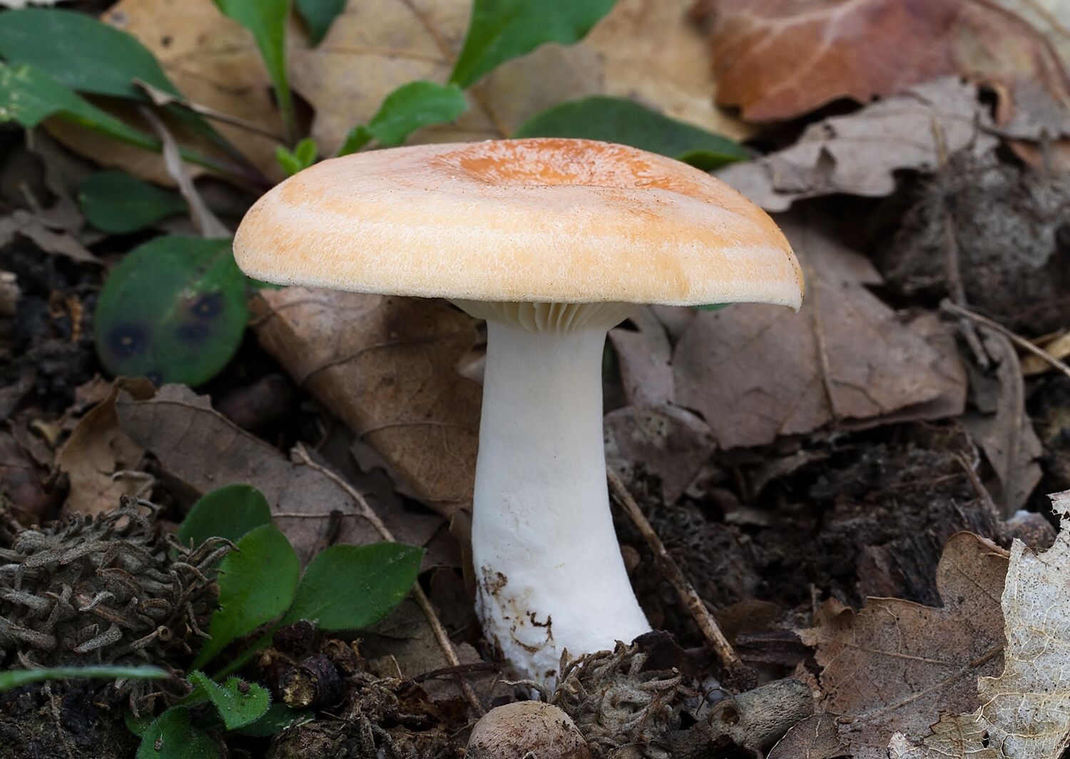 Lactarius chrysorrheus